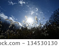 Silver grass shining against the blue autumn sky and backlight 134530130