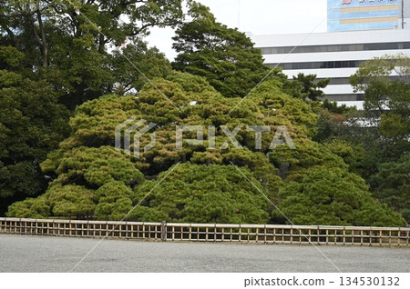 Three hundred year pine 134530132