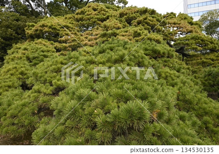 三百年的松樹 134530135