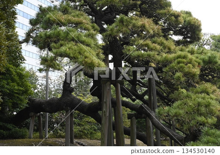三百年的松樹 134530140