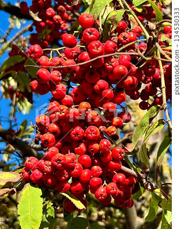 Rowan berries hanging on a tree branch in bright sunlight on a clear sunny day outdoors. High quality photo Rowan berries hanging on a tree branch in bright sunlight on a clear sunny day outdoors. High quality photo 134530333