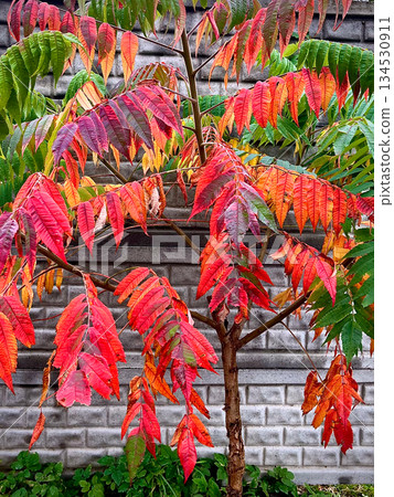 Red maple leaves soaked in rain drops. High quality photo Red maple leaves soaked in rain drops. High quality photo 134530911