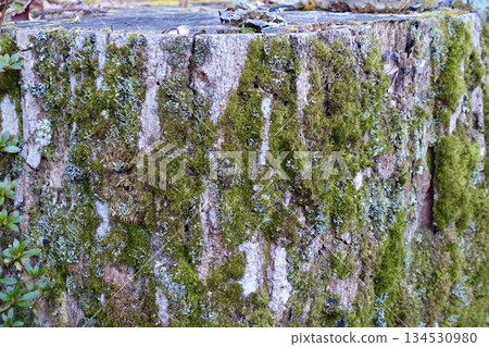 Old mossy stump Old mossy stump 134530980