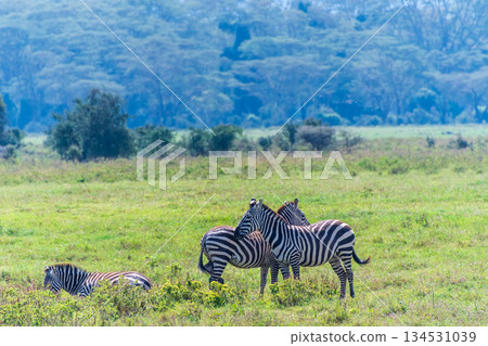 Zebra in Lake Nakuru National Park 134531039