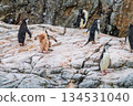 Chinstrap Penguins in the snow 134531040