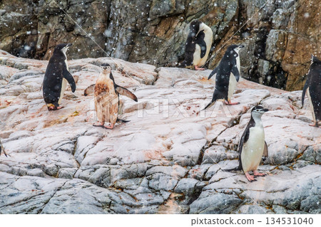 Chinstrap Penguins in the snow Chinstrap Penguins in the snow 134531040