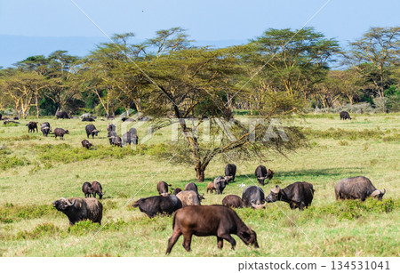 Buffalos in Lake Nakuru National park 134531041