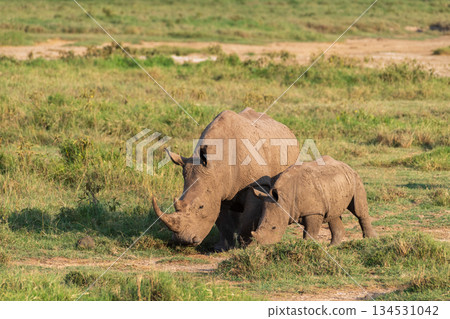 White Rhino with her young 134531042
