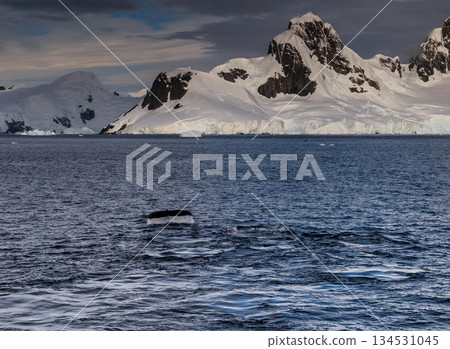 Antarctic landscape with diving humpback whales 134531045