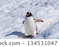 Close-up of a Gentoo Penguin on Trinity Island. 134531047