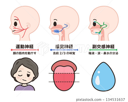Illustration of the motor, sensory, and parasympathetic nerves of the facial nerve Illustration of the motor, sensory, and parasympathetic nerves of the facial nerve 134531637