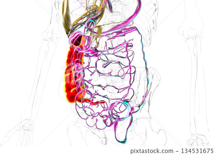 Ascending colon and appendix, 3D illustration Ascending colon and appendix, 3D illustration 134531675