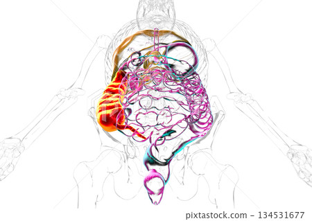 Ascending colon and appendix, 3D illustration 134531677