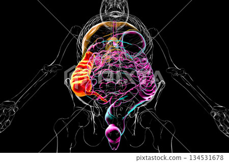 Ascending colon and appendix, 3D illustration 134531678