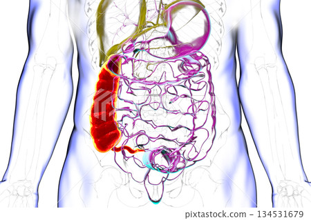Ascending colon and appendix, 3D illustration Ascending colon and appendix, 3D illustration 134531679