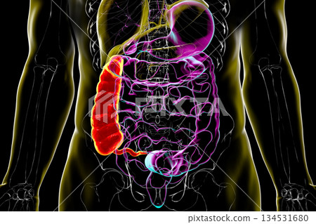 Ascending colon and appendix, 3D illustration Ascending colon and appendix, 3D illustration 134531680