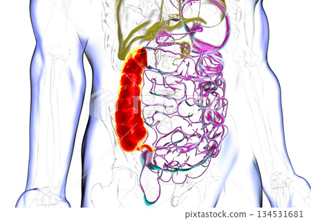 Ascending colon and appendix, 3D illustration Ascending colon and appendix, 3D illustration 134531681