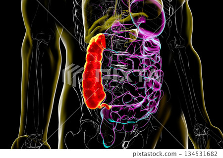 Ascending colon and appendix, 3D illustration Ascending colon and appendix, 3D illustration 134531682