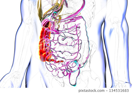 Ascending colon and appendix, 3D illustration Ascending colon and appendix, 3D illustration 134531683