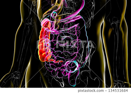 Ascending colon and appendix, 3D illustration 134531684