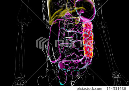 Human digestive system with highlighted descending colon, 3D illustration Human digestive system with highlighted descending colon, 3D illustration 134531686