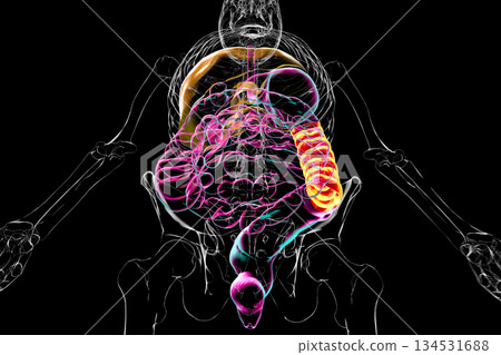 Human digestive system with highlighted descending colon, 3D illustration Human digestive system with highlighted descending colon, 3D illustration 134531688