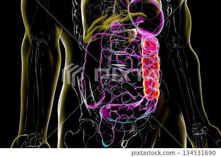 Human digestive system with highlighted descending colon, 3D illustration 134531690