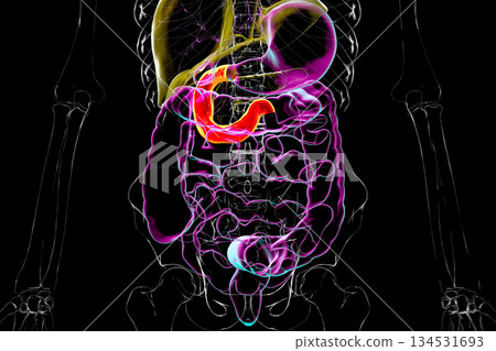 Duodenum, 3D illustration Duodenum, 3D illustration 134531693