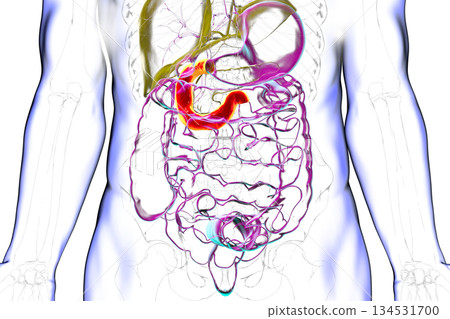 Duodenum, 3D illustration 134531700