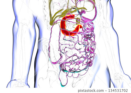 Duodenum, 3D illustration 134531702