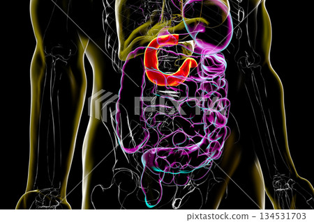 Duodenum, 3D illustration 134531703
