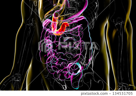 Duodenum, 3D illustration Duodenum, 3D illustration 134531705