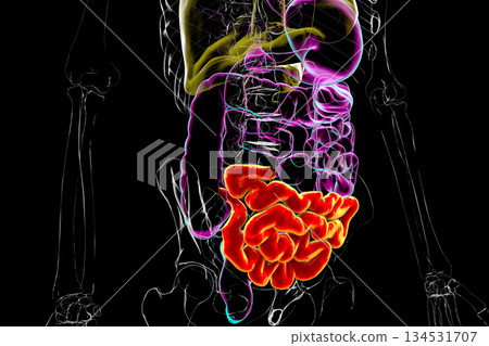 Ileum, 3D illustration 134531707