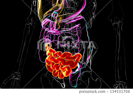 Ileum, 3D illustration Ileum, 3D illustration 134531708