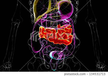 Jejunum, 3D illustration Jejunum, 3D illustration 134531713