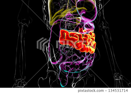 Jejunum, 3D illustration Jejunum, 3D illustration 134531714