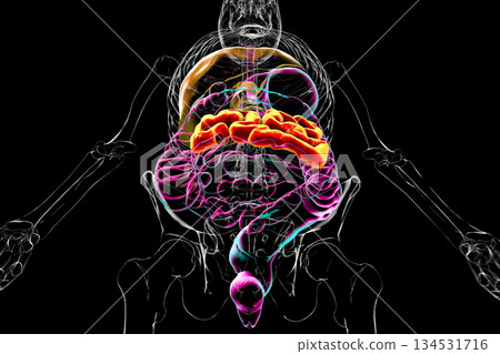 Jejunum, 3D illustration Jejunum, 3D illustration 134531716