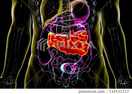 Jejunum, 3D illustration Jejunum, 3D illustration 134531717