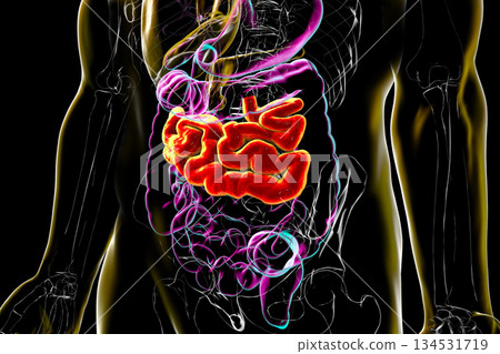 Jejunum, 3D illustration Jejunum, 3D illustration 134531719