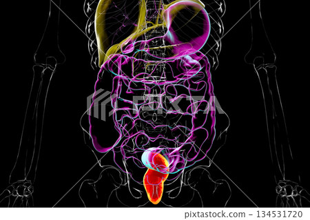 Rectum, 3D illustration Rectum, 3D illustration 134531720