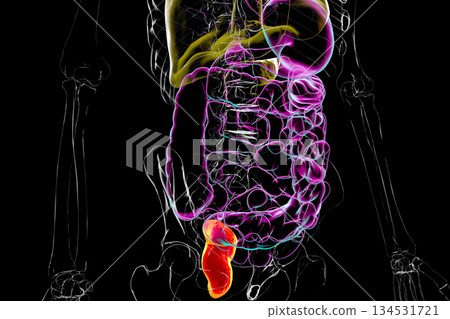 Rectum, 3D illustration Rectum, 3D illustration 134531721