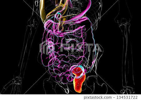 Rectum, 3D illustration Rectum, 3D illustration 134531722