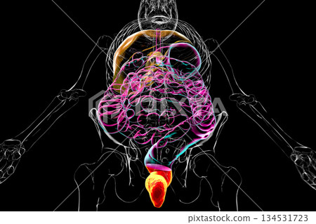 Rectum, 3D illustration Rectum, 3D illustration 134531723