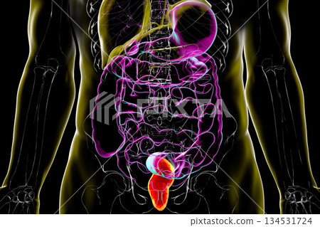 Rectum, 3D illustration 134531724