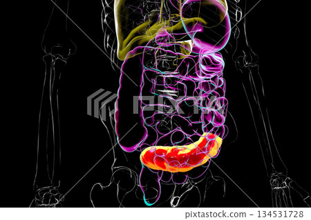 Human digestive system with highlighted sigmoid colon, 3D illustration 134531728