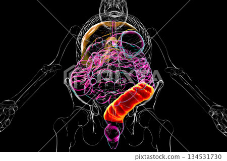 Human digestive system with highlighted sigmoid colon, 3D illustration Human digestive system with highlighted sigmoid colon, 3D illustration 134531730
