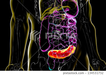 Human digestive system with highlighted sigmoid colon, 3D illustration 134531732