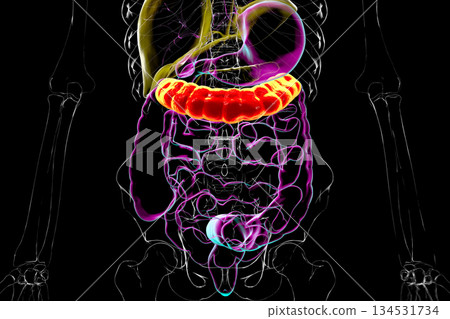 Transverse colon, 3D illustration Transverse colon, 3D illustration 134531734