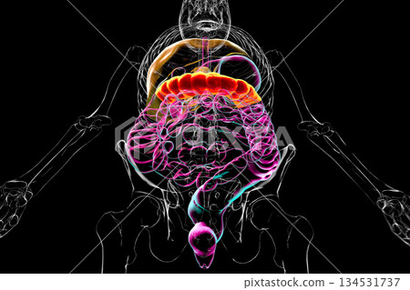Transverse colon, 3D illustration 134531737