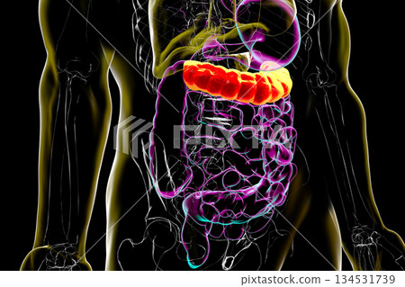 Transverse colon, 3D illustration Transverse colon, 3D illustration 134531739